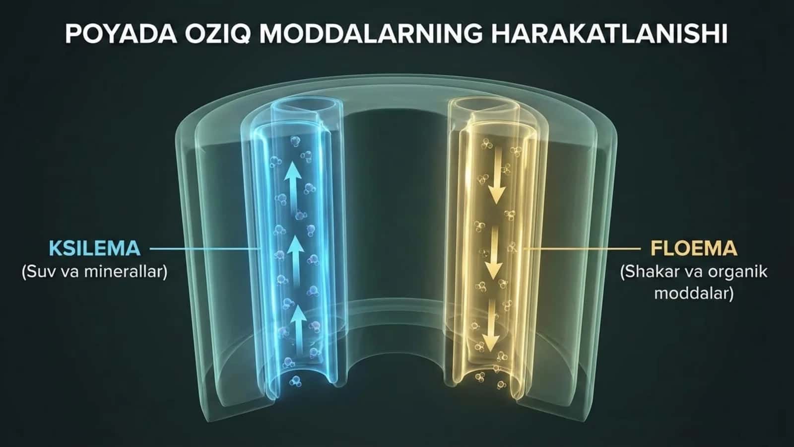 Poyada oziq moddalarning harakatlanishi 1