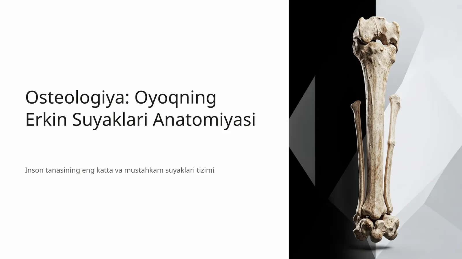 Osteologiya: Oyoqning Erkin Suyaklari Anatomiyasi 1
