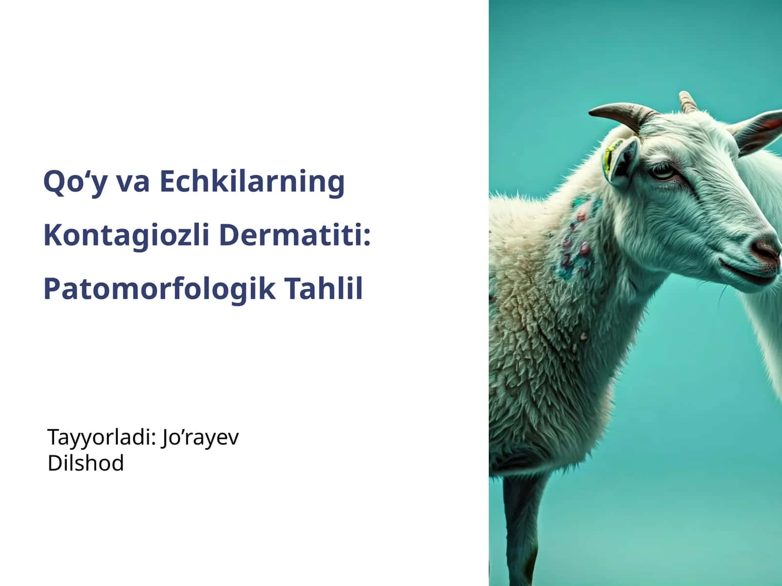 Qo‘y va Echkilarning Kontagiozli Dermatiti: Patomorfologik Tahlil 1