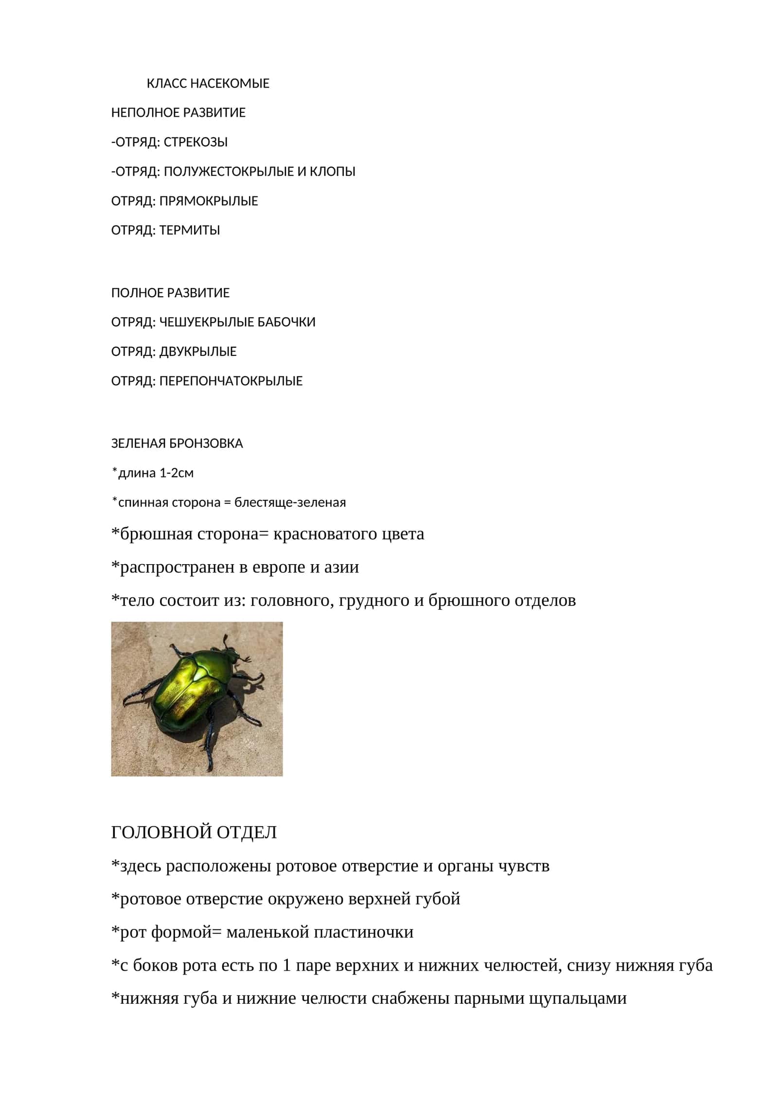 ЗЕЛЕНАЯ БРОНЗОВКА 1