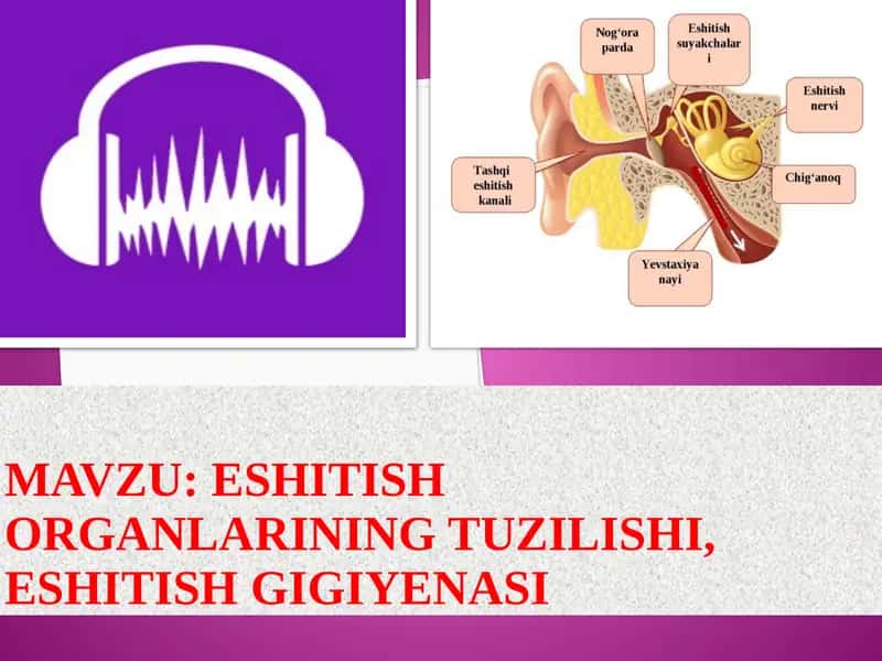 Eshitish organlarining tuzilishi, eshitish gigiyenasi 1