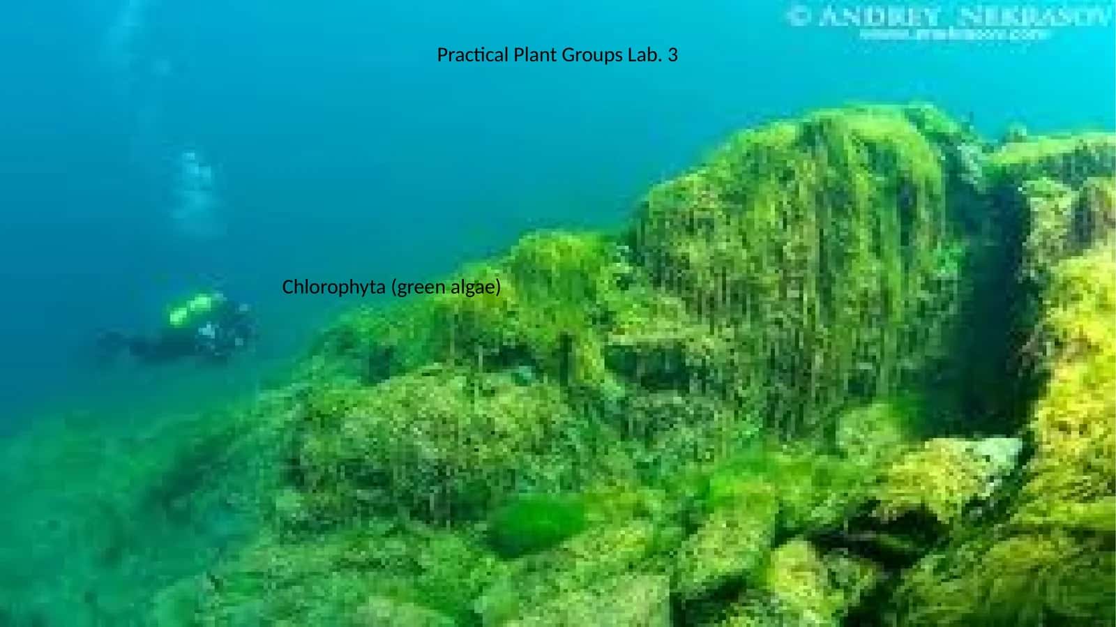 General Characteristics of Chlorophyta 1
