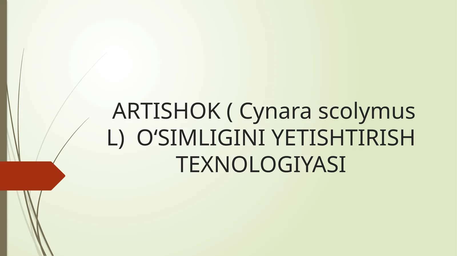 ARTISHOK ( Cynara scolymus L)OʻSIMLIGINIYETISHTIRISHTEXNOLOGIYASI 1