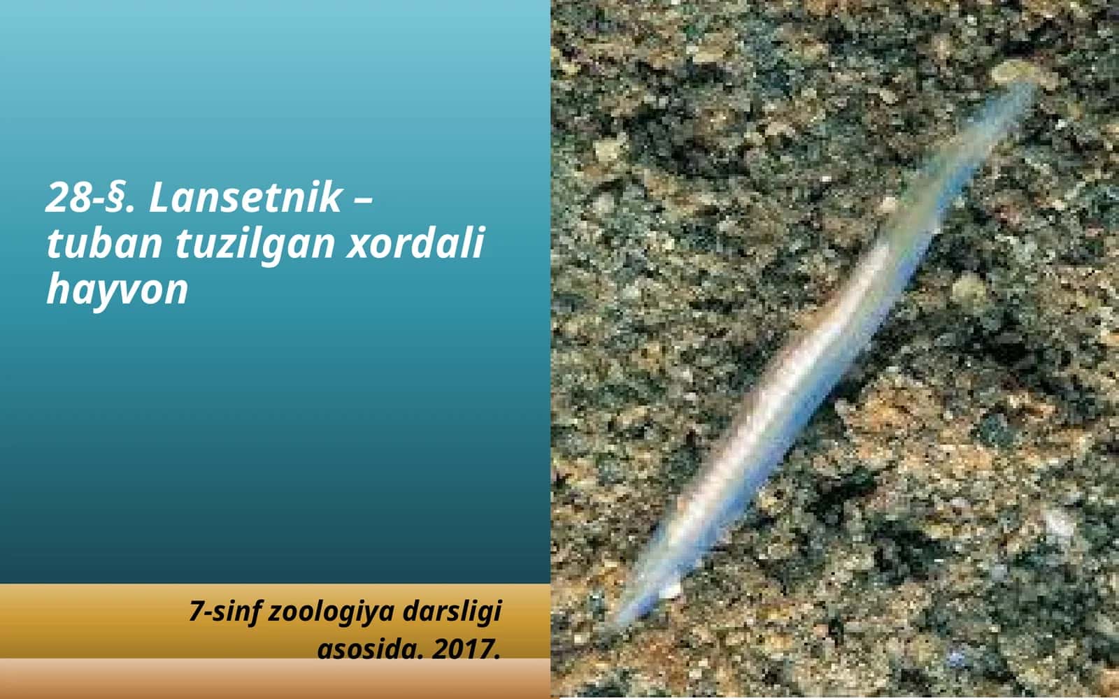 7-sinf Zoologiya 'Lansetnik - tuban tuzilgan xordali hayvon' ko'rgazma 1