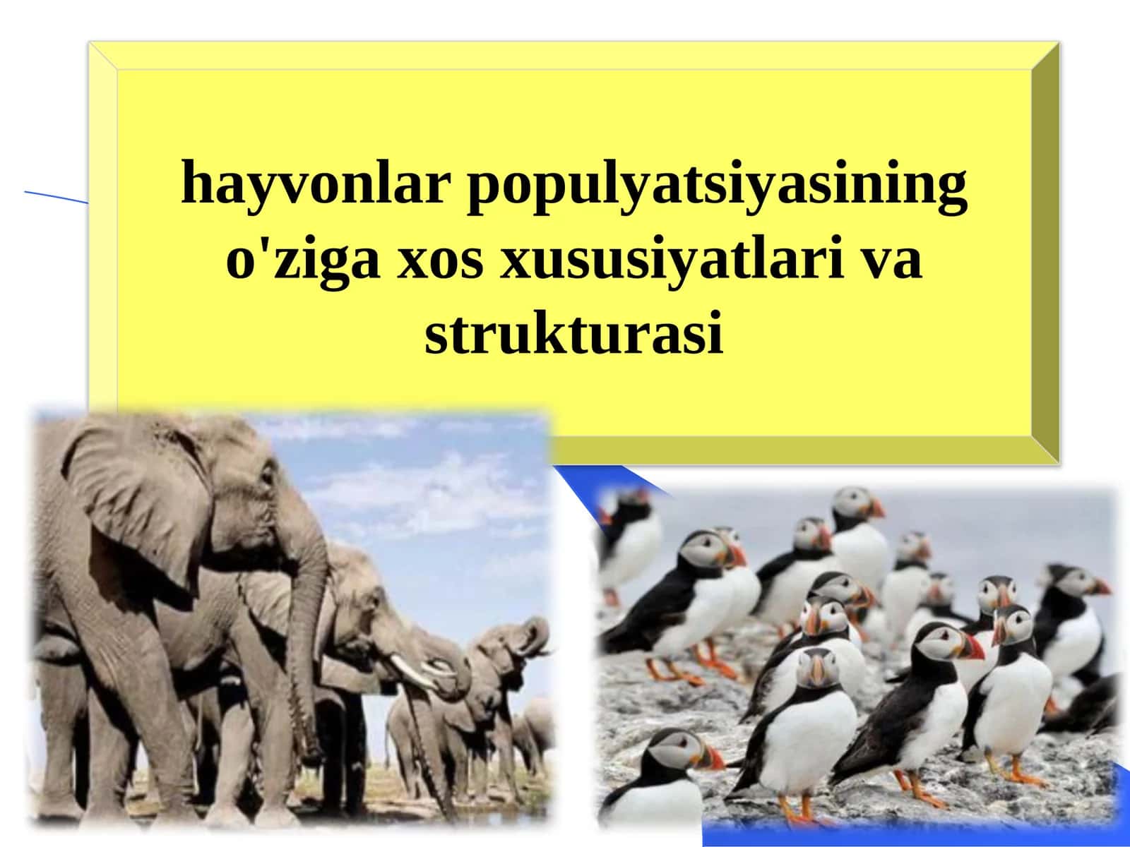 Hayvonlarning Populyatsiyasi 1