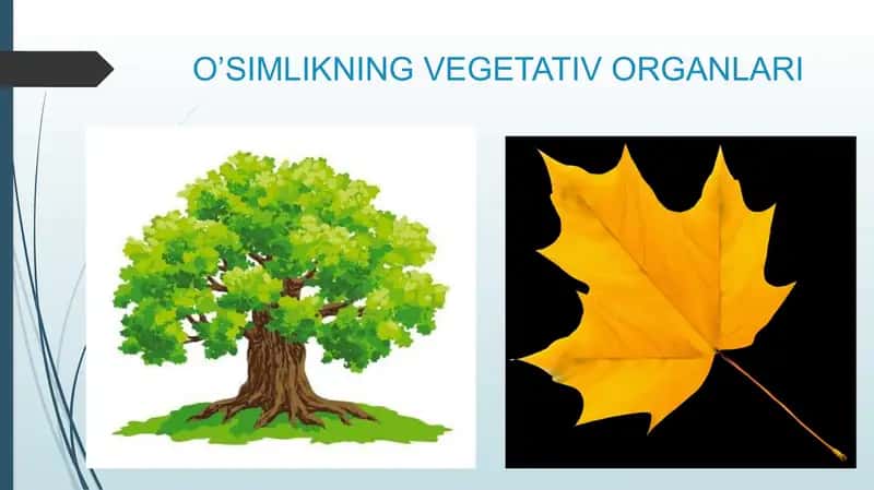 Oʻsimlikning vegetativ organlar 1