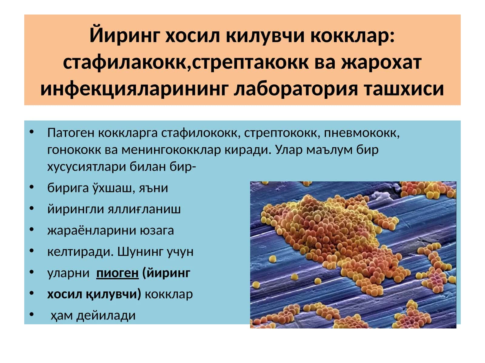 Йирингхосилкилувчикокклар:стафилакокк,стрептакоккважарохатинфекцияларининглабораторияташхиси 1