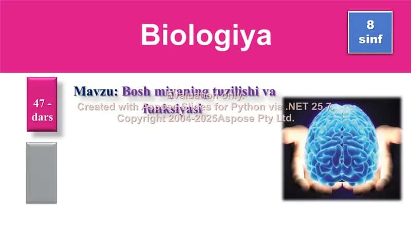 Bosh miyaning tuzilishi va funksiyasi 1