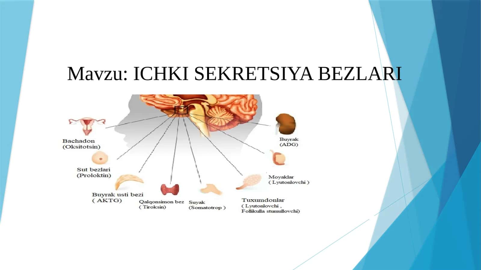 ICHKI SEKRETSIYA BEZLARI 1