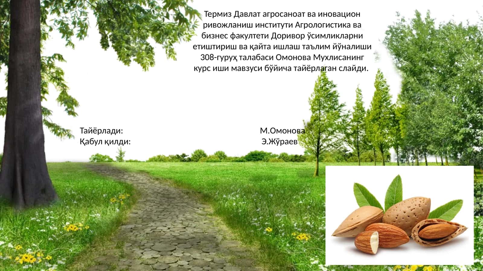 Аччиқ бодом ўсимлигининг биологияси ва кўчатчилиги (Амугдаларум амарарум) 1