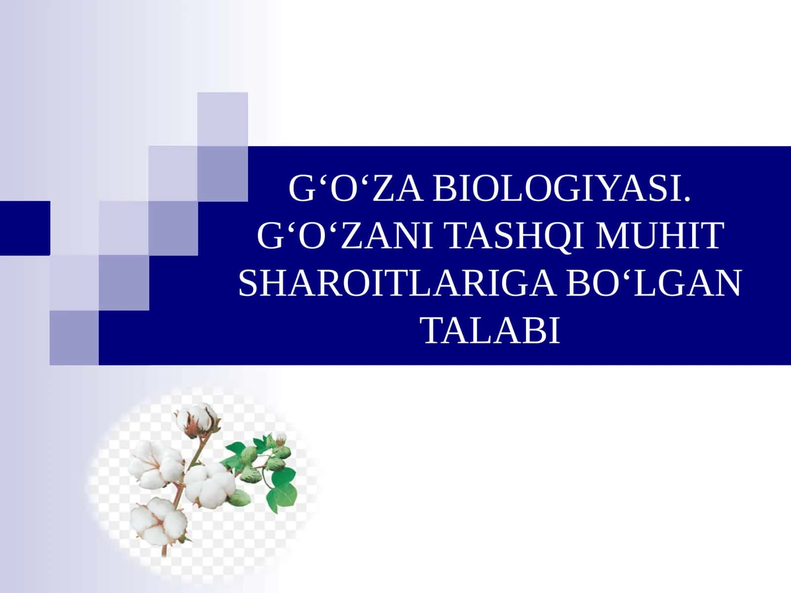 G‘O‘ZA BIOLOGIYASI. G‘O‘ZANI TASHQI MUHIT SHAROITLARIGA BO‘LGAN TALABI 1
