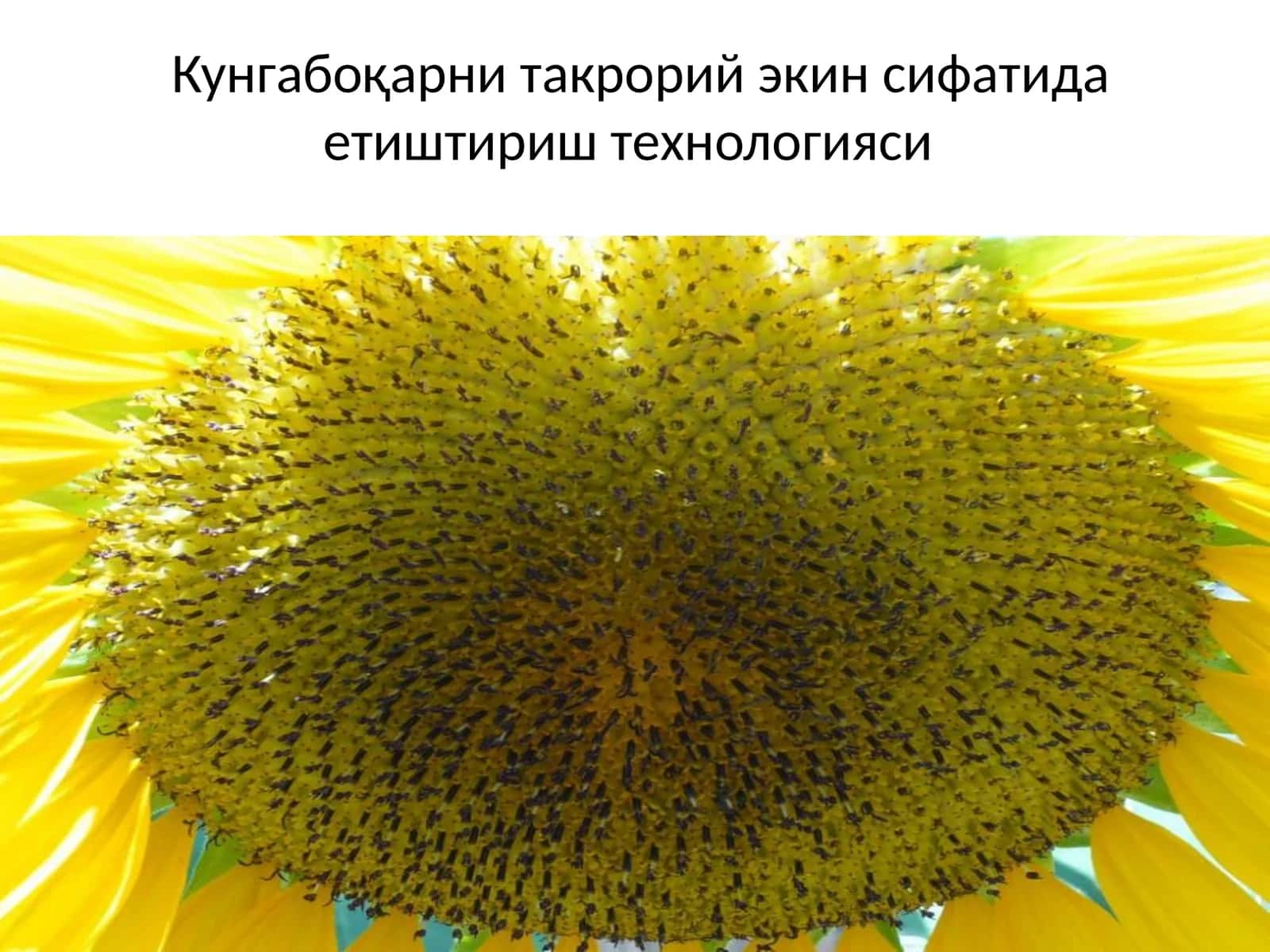 Кунгабоқарни такрорий экин сифатида етиштириш технологияси 1
