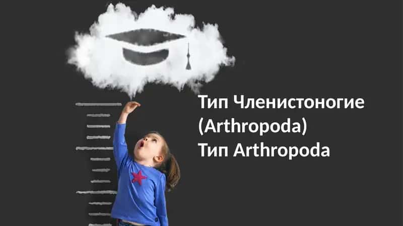 Членистоногие (Arthropoda) 1