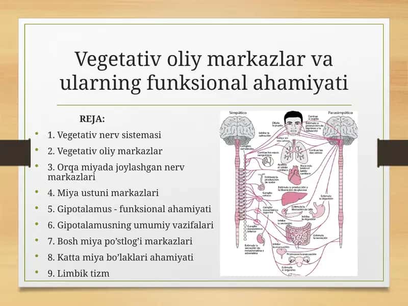Vegetativ oliy markazlar va ularning funksional ahamiyati 1