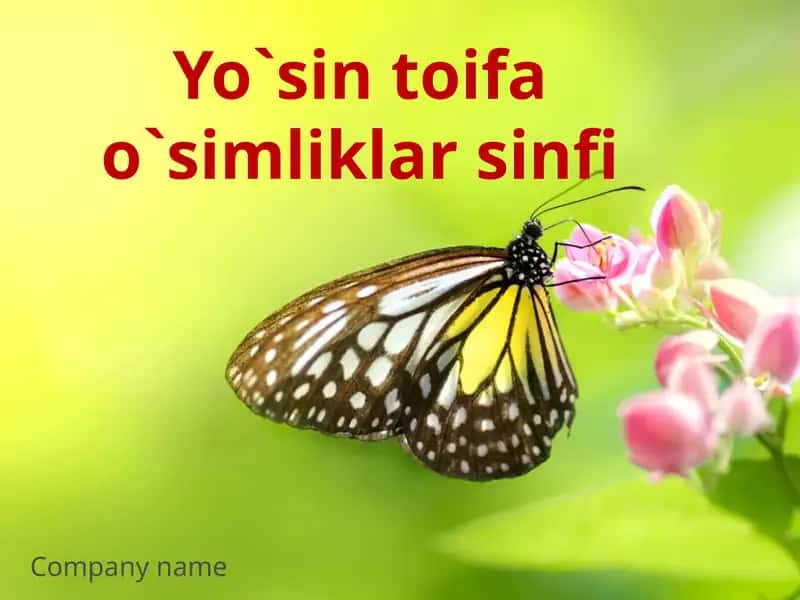 Yo`sintoifao`simliklarsinfi 1