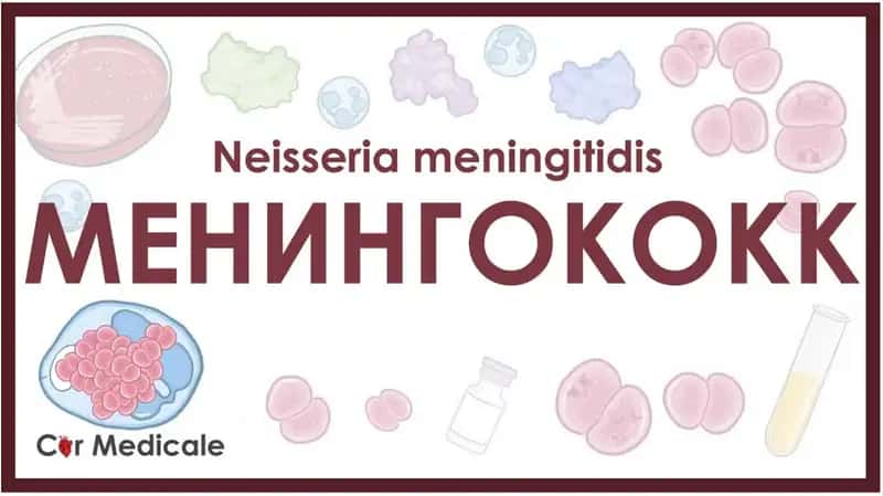 Neisseria meningitidis 1