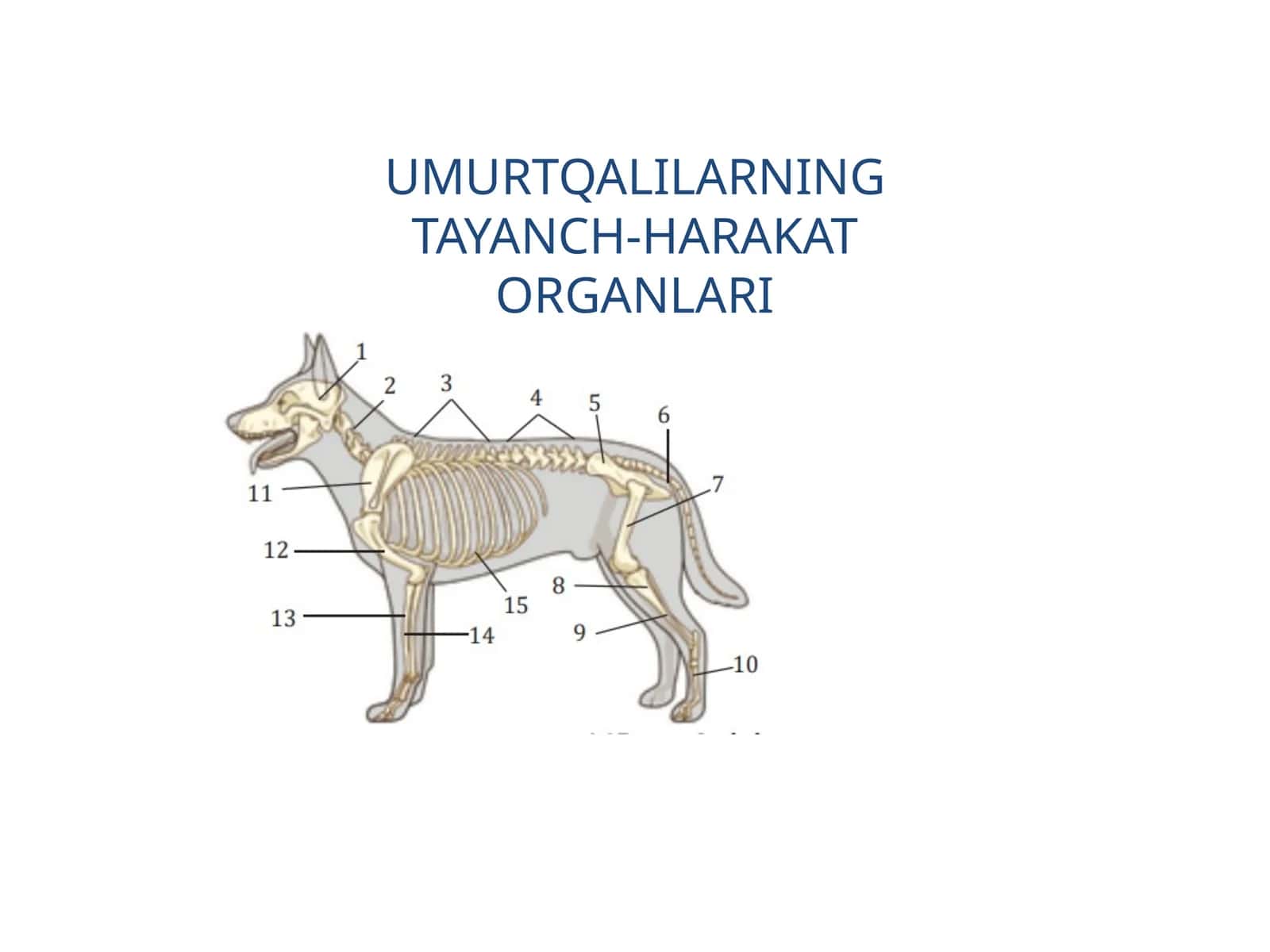 UMURTQALILARNING TAYANCH-HARAKAT ORGANLARI 1