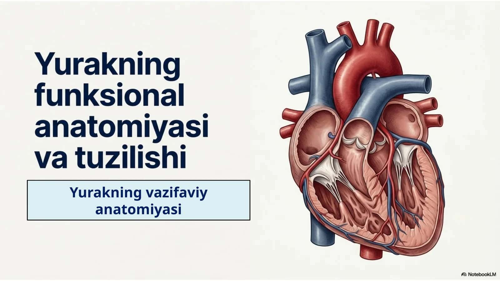 Yurakning vazifaviy anatomiyasi 1