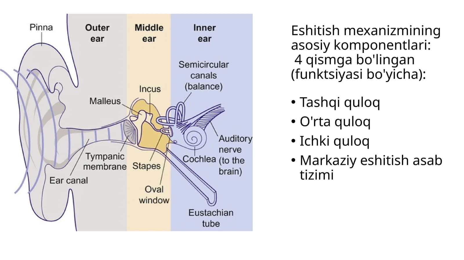 Eshitish mexanizmining asosiy komponentlari 1