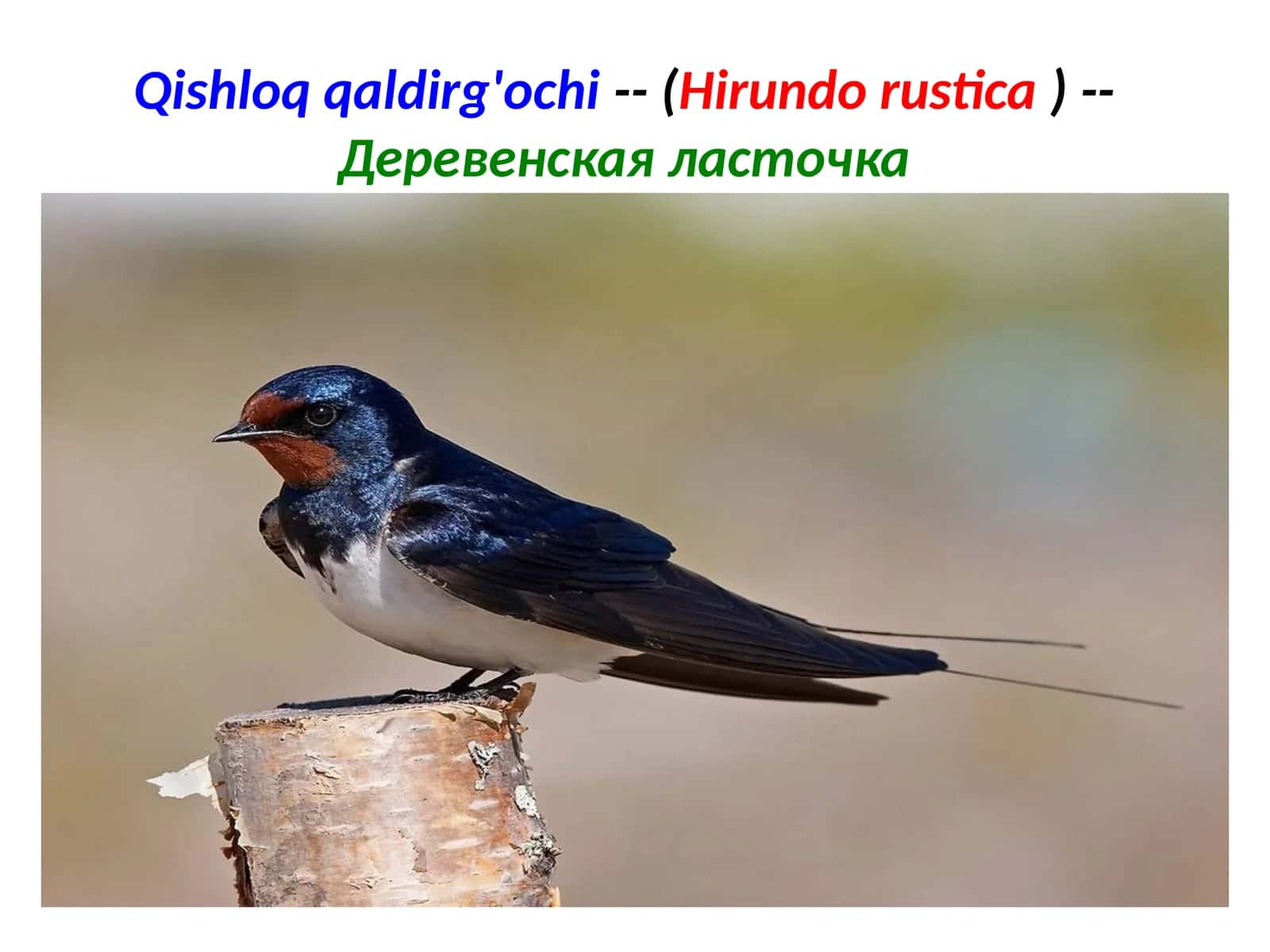 Qishloqqaldirg'ochi 1
