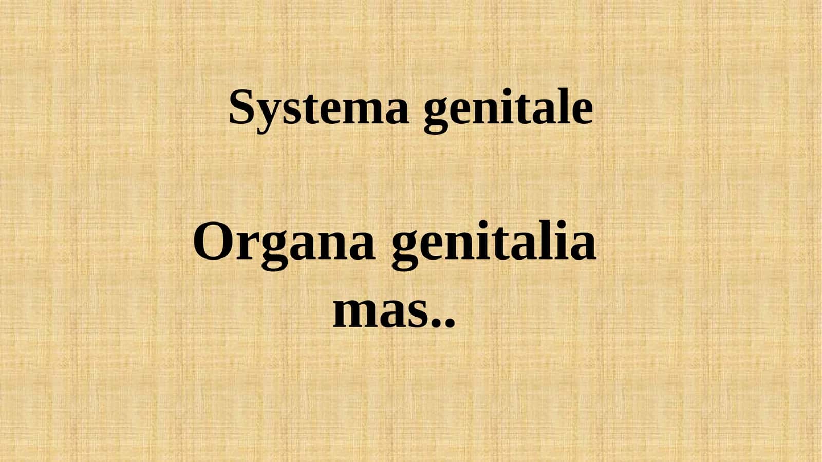 Systemagenitale 1
