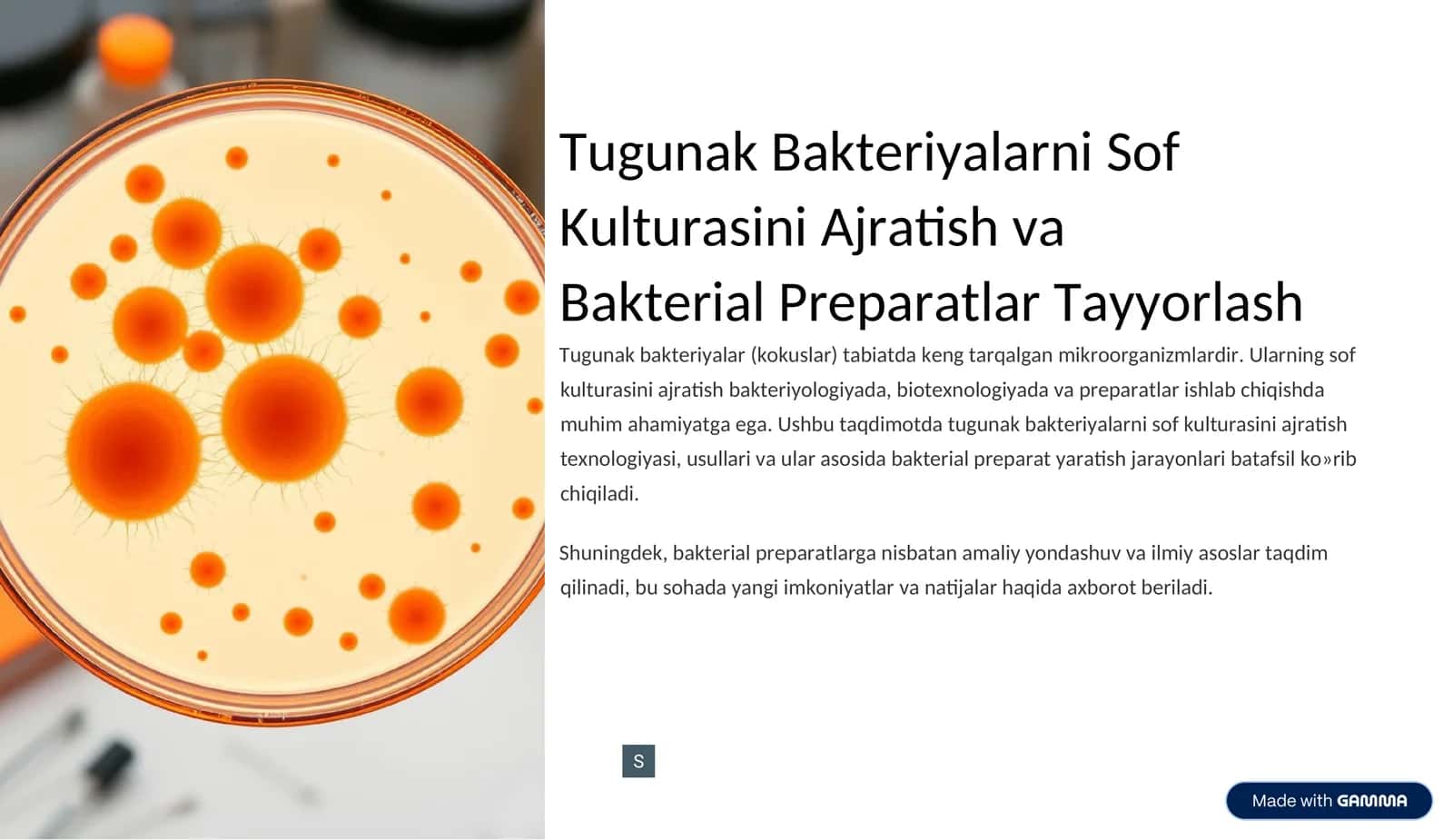 Tugunak Bakteriyalarni Sof Kulturasini Ajratish va Bakterial Preparatlar Tayyorlash 1