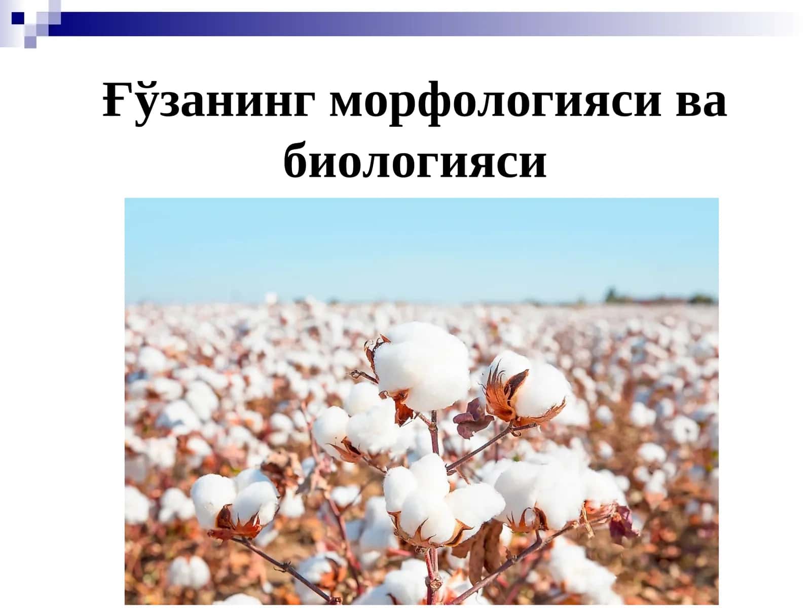 Ғўзанинг морфологияси ва биологияси 1