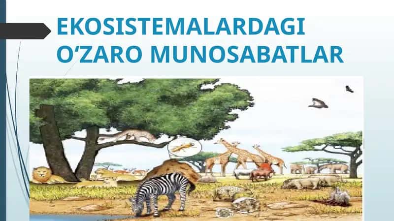 EKOSISTEMALARDAGIO‘ZARO MUNOSABATLAR 1