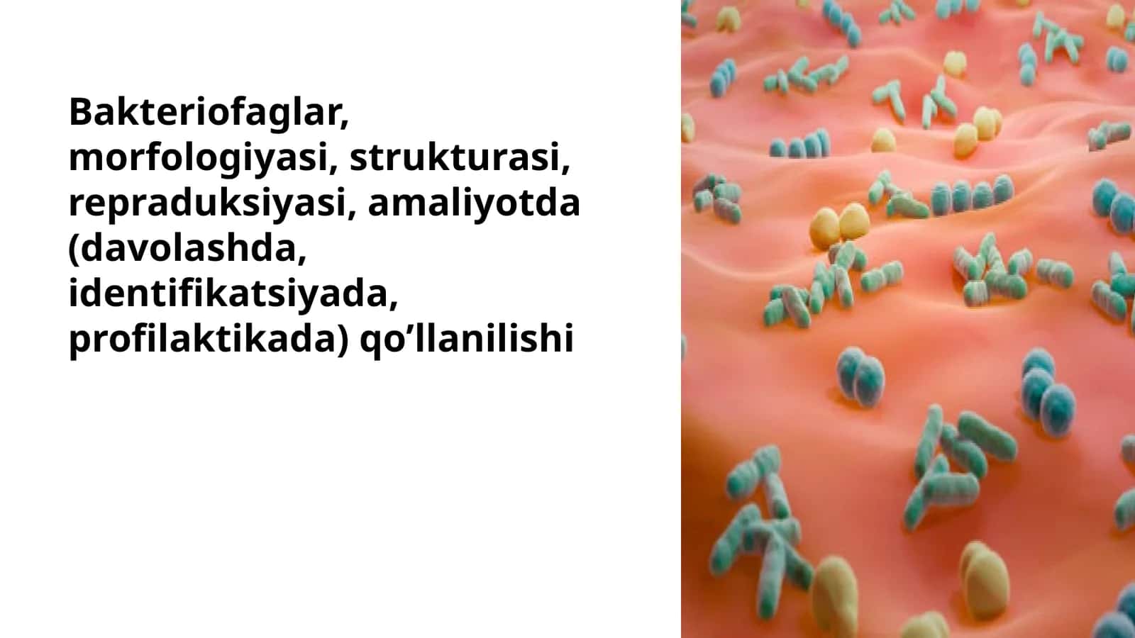 Bakteriofaglar, morfologiyasi, strukturasi, repraduksiyasi, amaliyotda (davolashda, identifikatsiyada, profilaktikada) qo’llanilishi 1