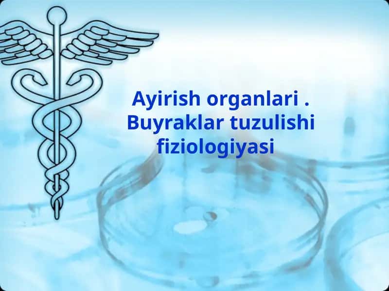 Ayirish organlari va ularning vazifalari 1