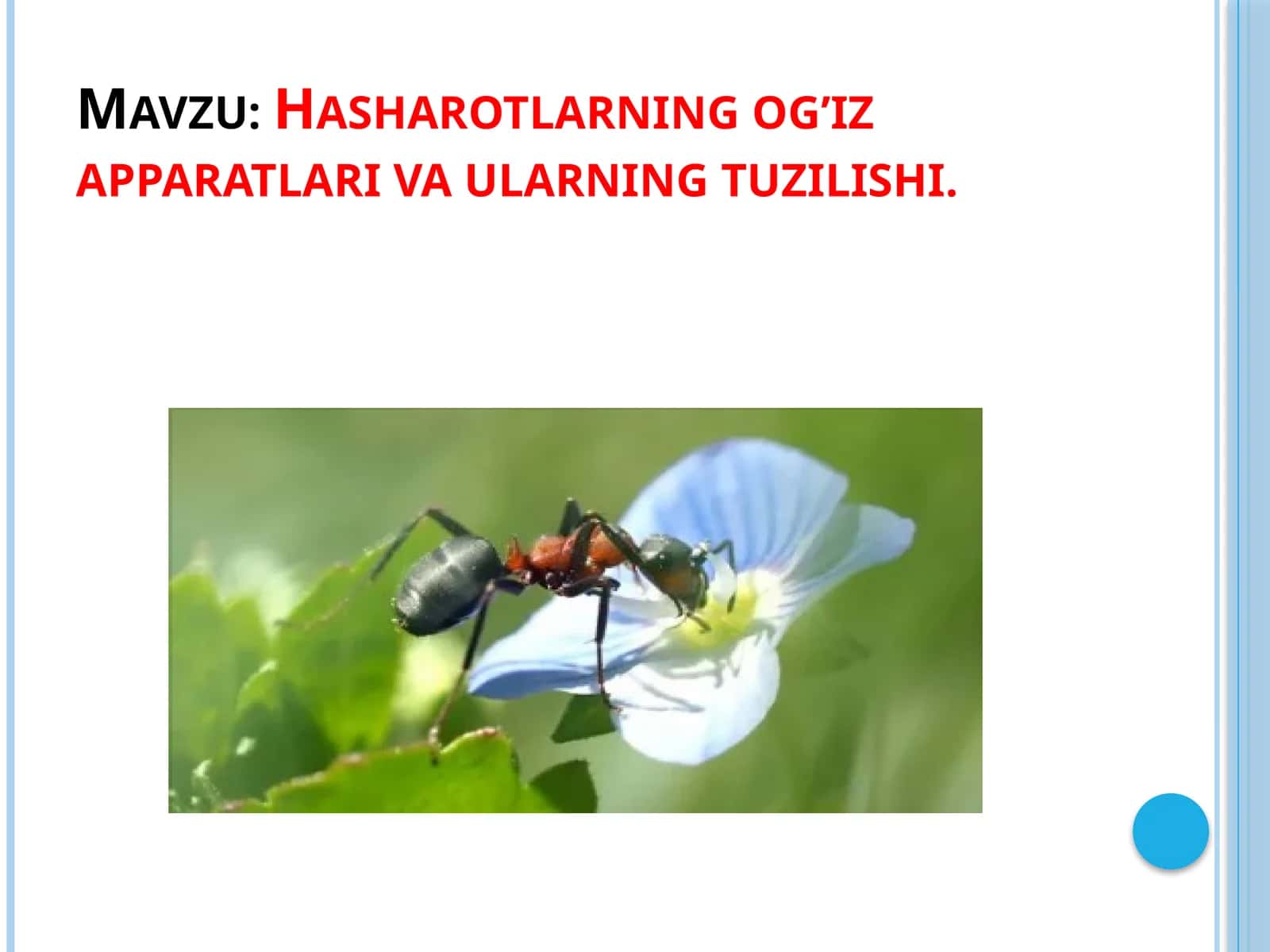 Hasharotlarning og’iz apparatlari va ularning tuzilishi 1