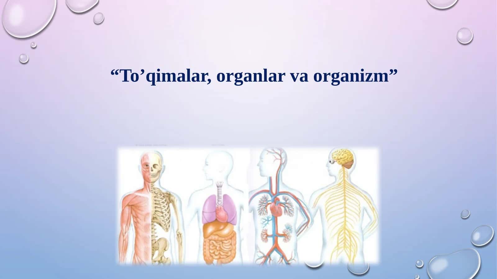 “To’qimalar, organlar va organizm” 1
