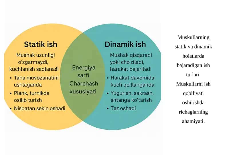 Muskullarning statik va dinamik holatlarda bajaradigan ish turlari 1