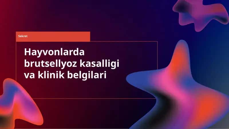 Hayvonlarda brutsellyoz kasalligi va klinik belgilari