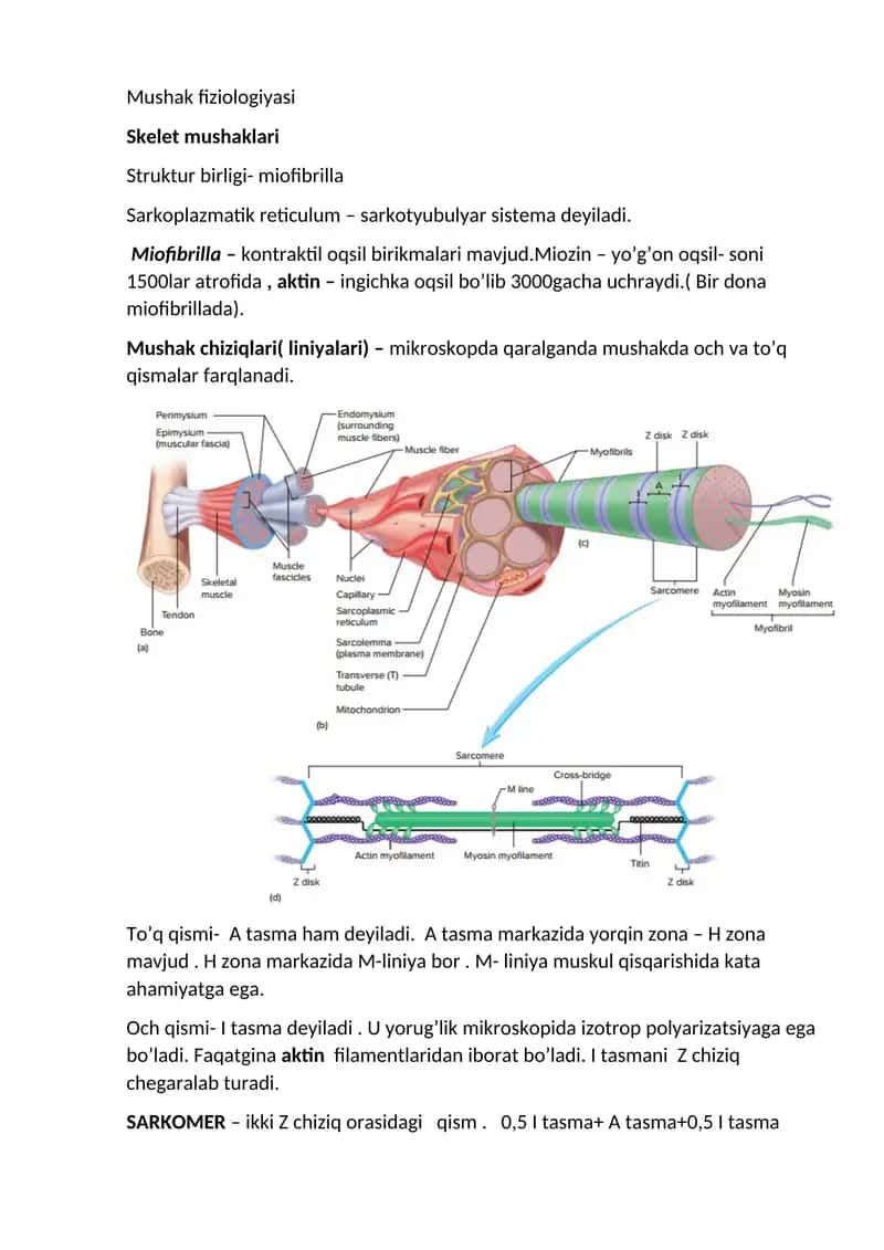 Mushak fiziologiyasi 1