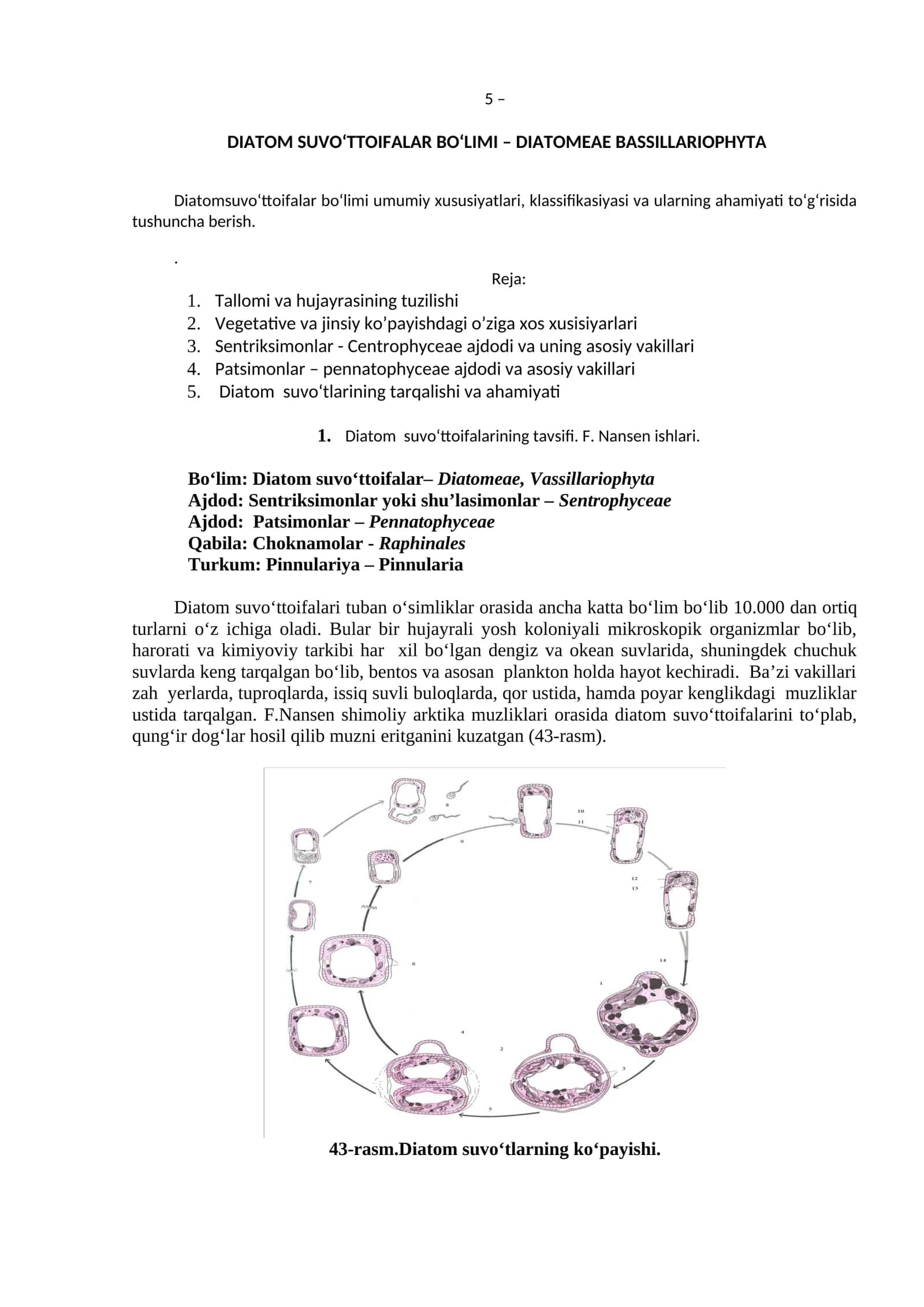 Diatom Suvo‘ttoifalar Bo‘limi – Diatomeae Bassillariophyta 1