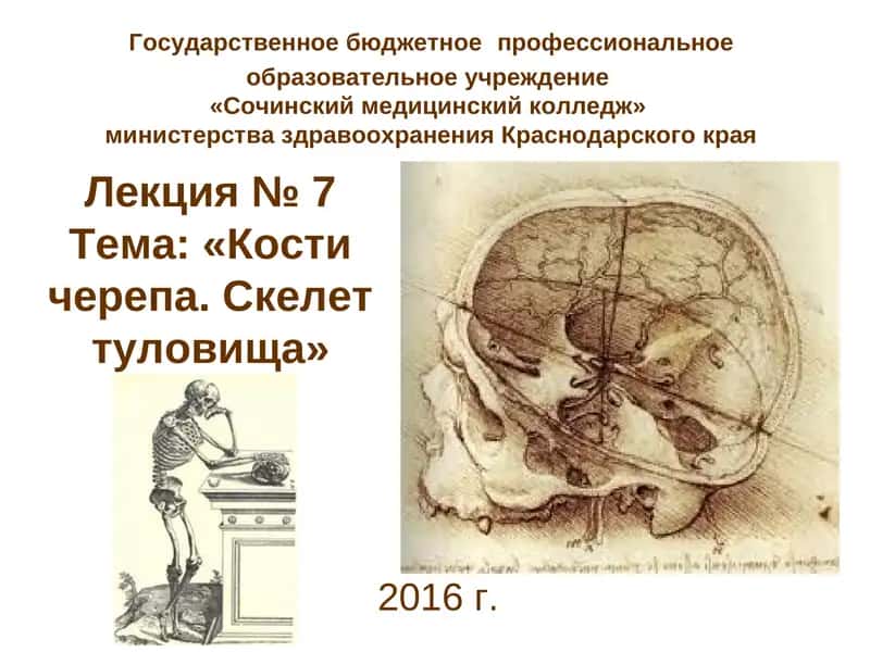 Лекция № 7Тема: «Кости черепа. Скелет туловища» 1