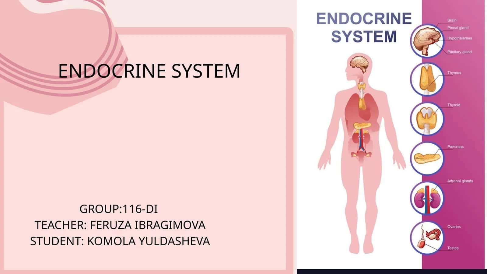 ENDOCRINE SYSTEM 1