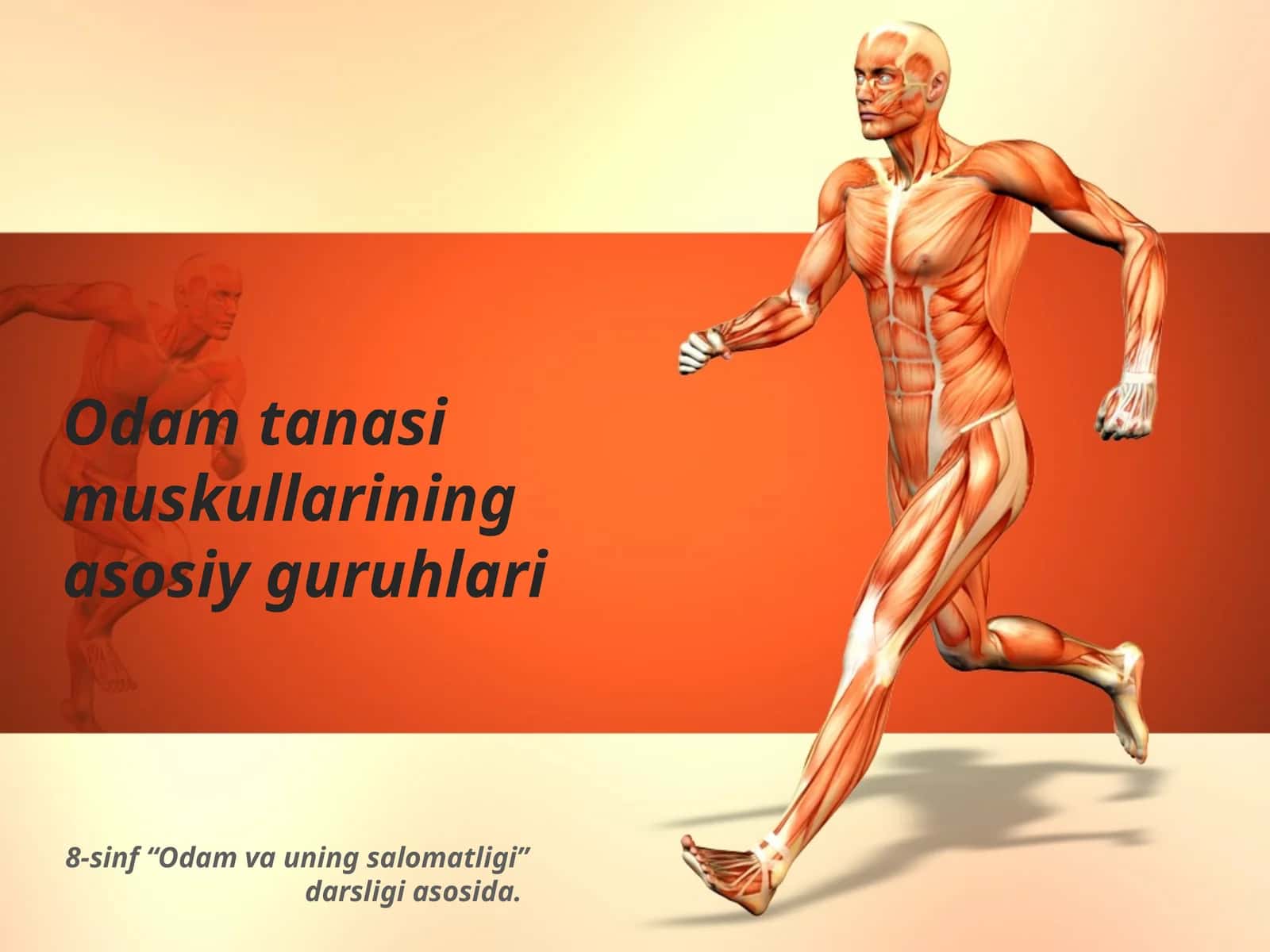 Odam tanasi muskullarining asosiy guruhlari 1