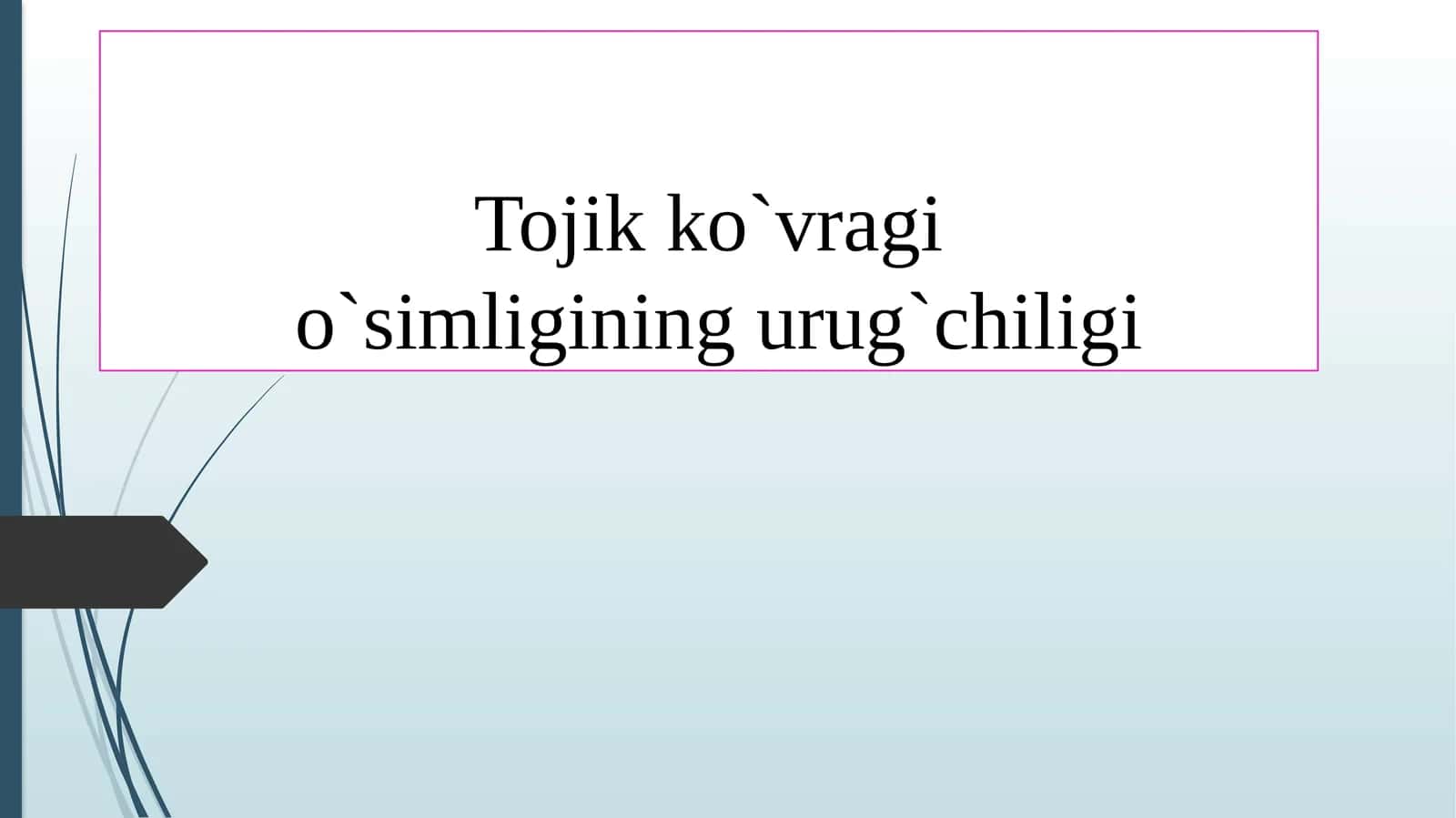 Tojik ko`vragi o'simligi 1