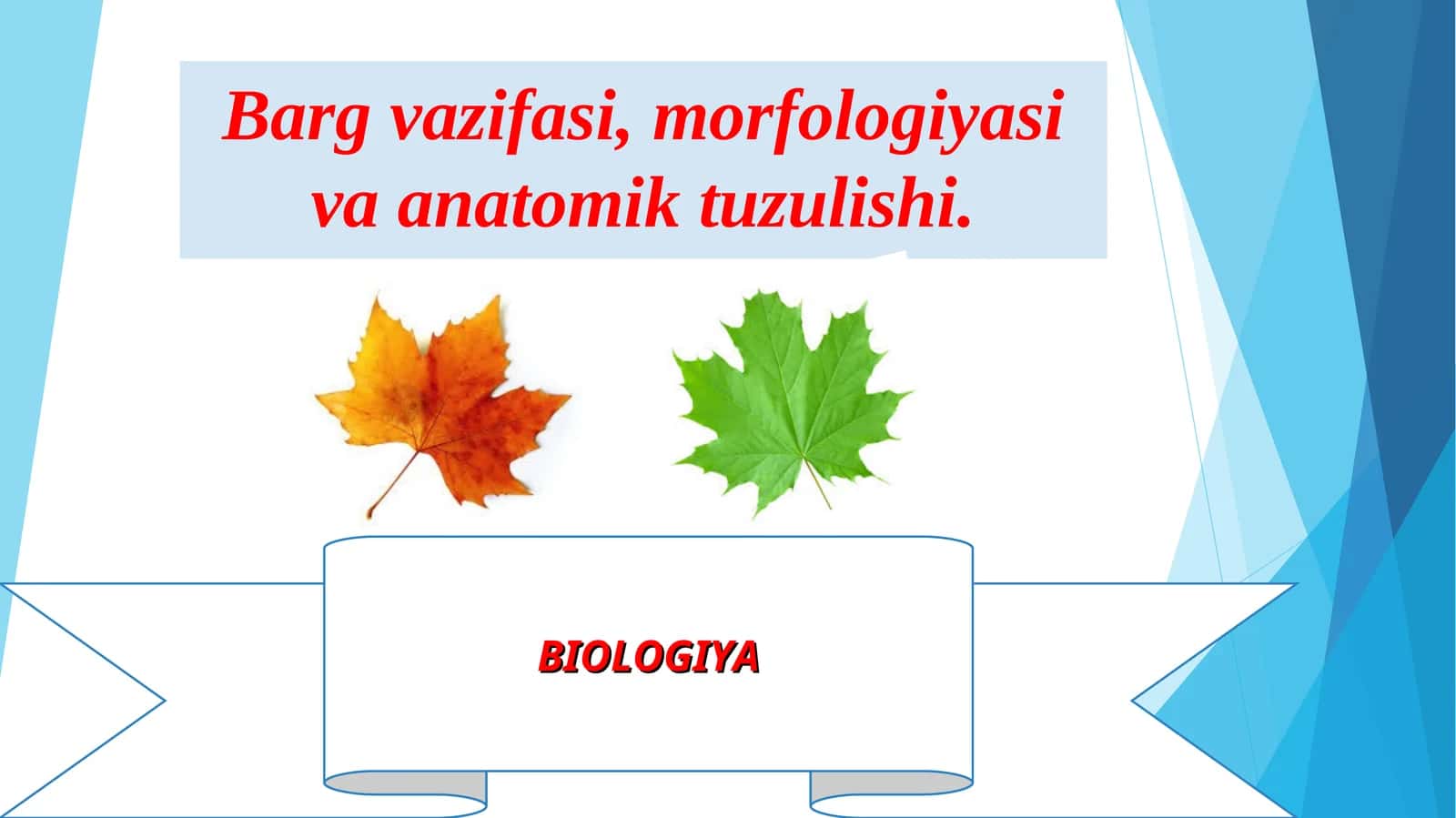 Barg vazifasi, morfologiyasi va anatomik tuzulishi 1