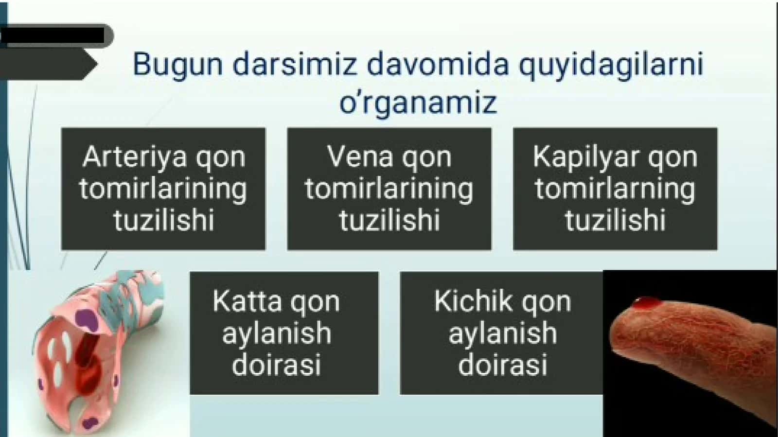 qon tomirlari qon aylanish sistemasi 1