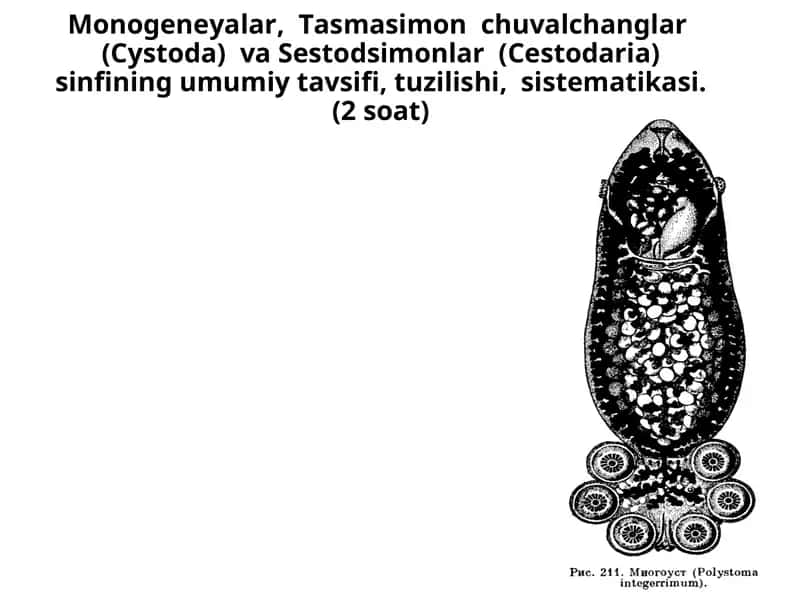 Monogeneyalar, Tasmasimon chuvalchanglar (Cystoda) va Sestodsimonlar (Cestodaria) sinfi 1