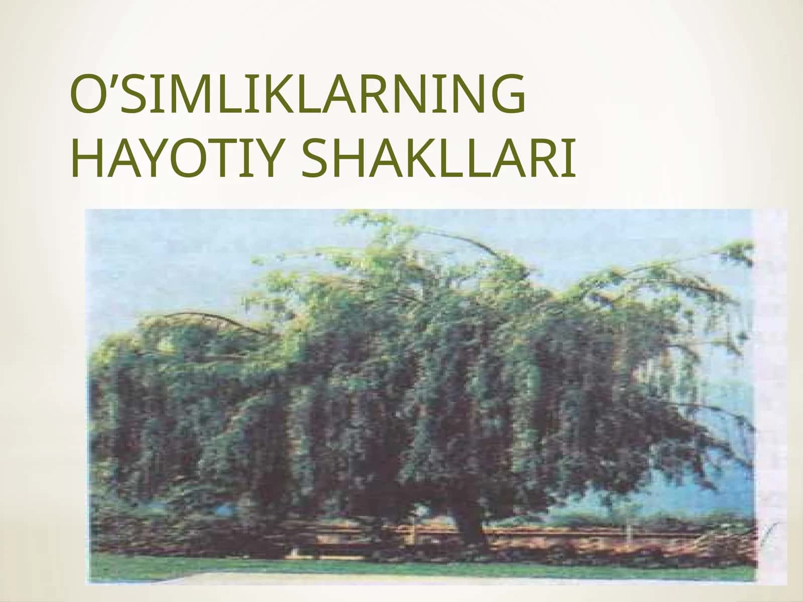O’SIMLIKLARNINGHAYOTIYSHAKLLARI 1