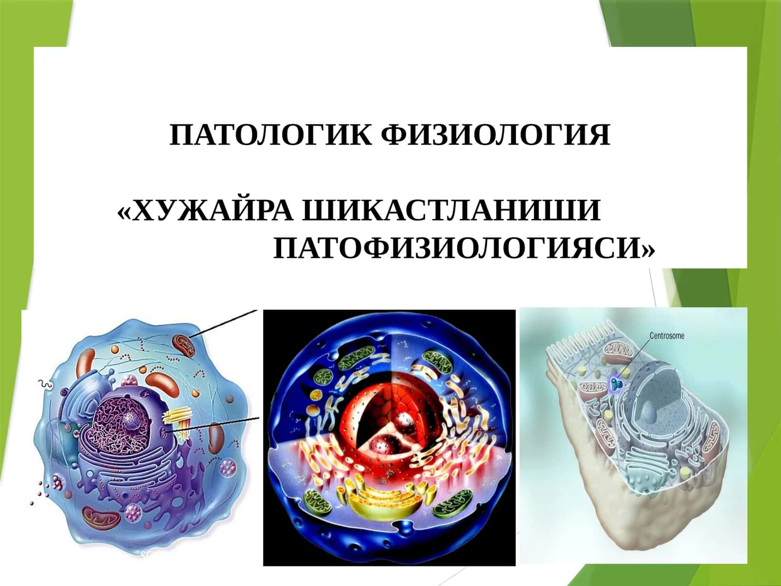 ПАТОЛОГИК ФИЗИОЛОГИЯ«ХУЖАЙРАШИКАСТЛАНИШИПАТОФИЗИОЛОГИЯСИ» 1