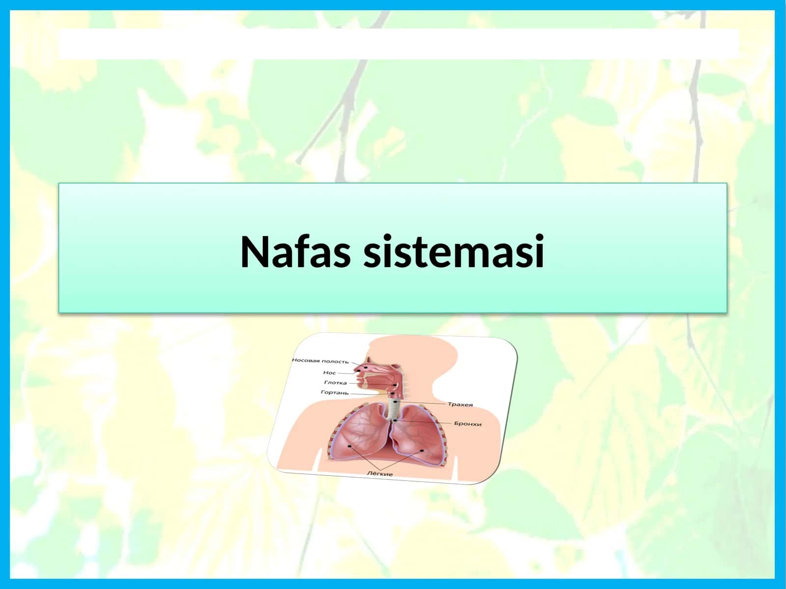 Nafassistemasi 1