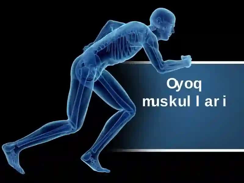 oyoq muskullari
