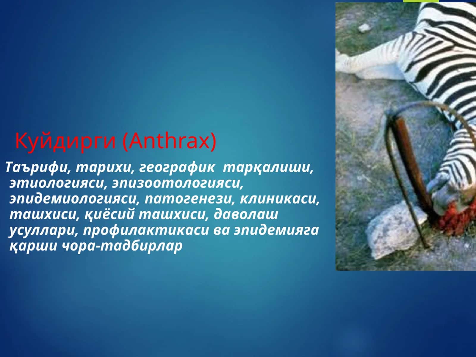 Куйдирги (Anthrax) 1