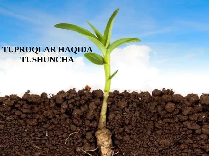 Тuproqlar haqida tushuncha 1