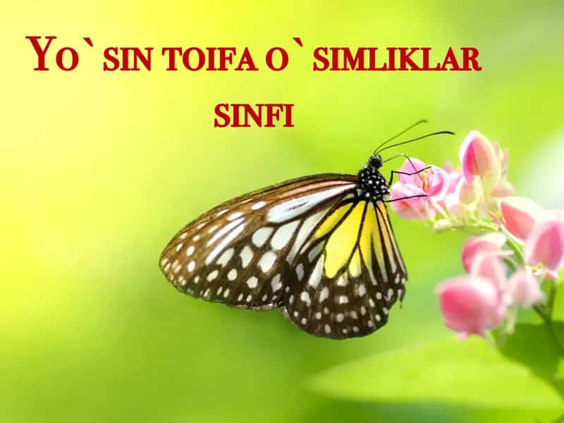 Yo`sin toifa o`simliklar sinfi 1
